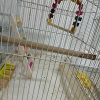 قفس پرنده