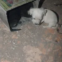 سگ پاکوتا خوشگل