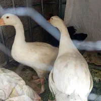 دوعددغاز
