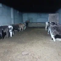 فروش گوساله ماده داشتی و قربانی ارگانیک