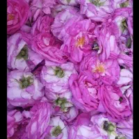 گل محمدی 180