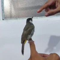 قناری