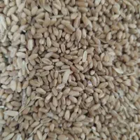 گندم|لوازم جانبی حیوانات|بندر ترکمن, |دیوار