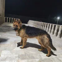 سگ ژرمن شو لاین بسیار زیبا ۱۶ ماهه