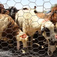 فنس دور گوسفند
