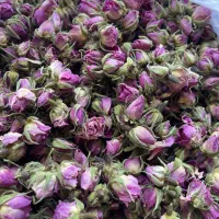 گل محمدی