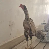 خروس و مرغ