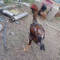 نیمچه لاری