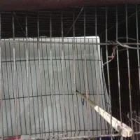 قناری باغی سرحال