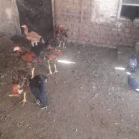 جوجه
