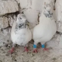 کبوتر تیدی تهرونی