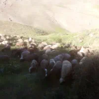 نیازمندچوپان
