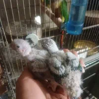 جوجه گرینجیک یلوساید رد