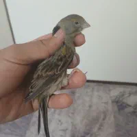 قناری ماده جفتی سهره تضمینی ب شرط