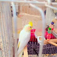 عروس پاریس یه جفت نرو ماده