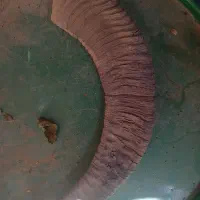 شاخ قوچ