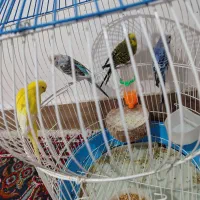 2جفت مرغ عشق سخنگو مولد مولد معاوضه و فروش