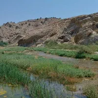 پونه