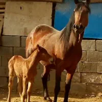 اسب و مادیان پالانی