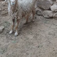 میش فروشی