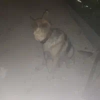 سگ پیدا شده.