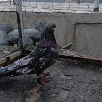 کبوتر رنگی