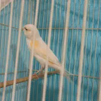 قناری موزایکی