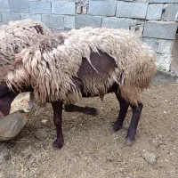میش و بره  چاق کشتاری ارزان