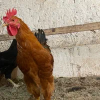 خروس|حیوانات مزرعه|سمنان, |دیوار