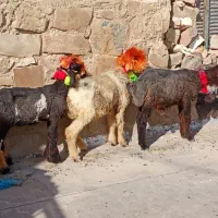 دوتا ماده یکی نر