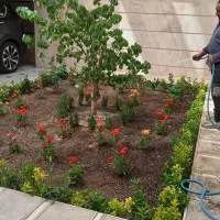 خدمات باغبانی درختکاری وگل کاری تعویض گلدون و خاک