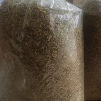 گل بابونه