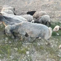 میش با بز کهره دار