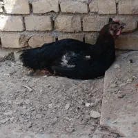 یک مرغ جیروفتی