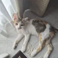 بچه گربه dsh