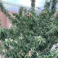 خیابان گل مینا