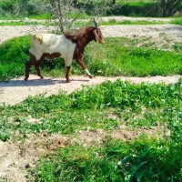 نژدی توخمی|حیوانات مزرعه|اندیمشک, |دیوار