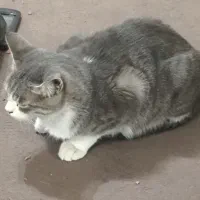 گربه گم شده