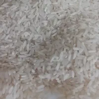 برنج پرمحصول کشت دوم مازندران
