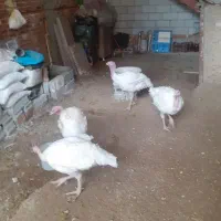 بوقلمون