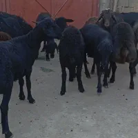 15راس بره نر پای پروار  دشتی