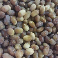 رطب تازه دست چین همین حالاوعسل کنار