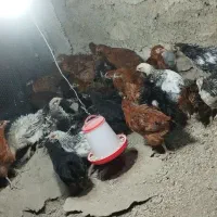 مرغ و خروس محلی