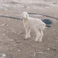 بر نر