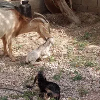 بزدوقلوزا تازه زاییده
