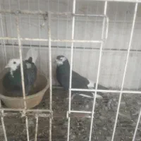 بار جدید امروز جمعه