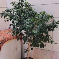 بنجامین