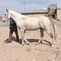 اسب معاوضه با گوسفند و بره