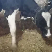 یک‌راس گاو شیری به فروش می‌رسد