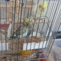 عرو س هلندی